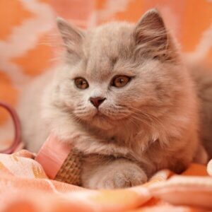 Océliane création image chat râleur