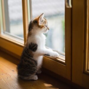 Océliane création image pour tasse chat râleur