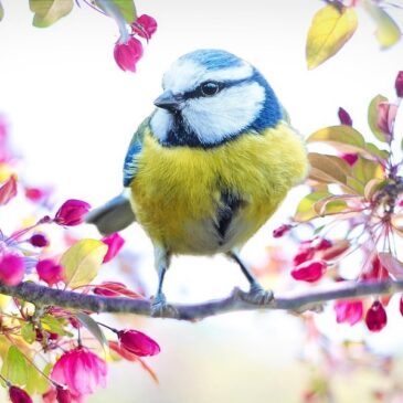 Océliane création tasse citron printanier