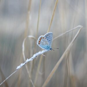 Océliane création papillon