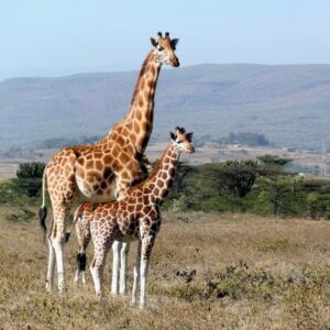 Océliane création tasse enfant girafe