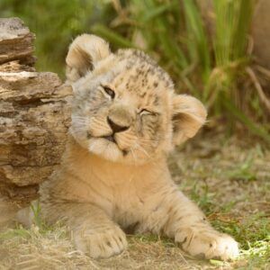 Océliane création lionceau
